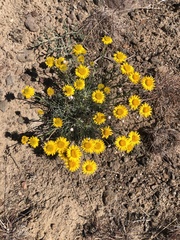 Erigeron linearis