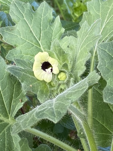 white henbane