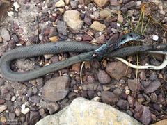 Psammophis crucifer