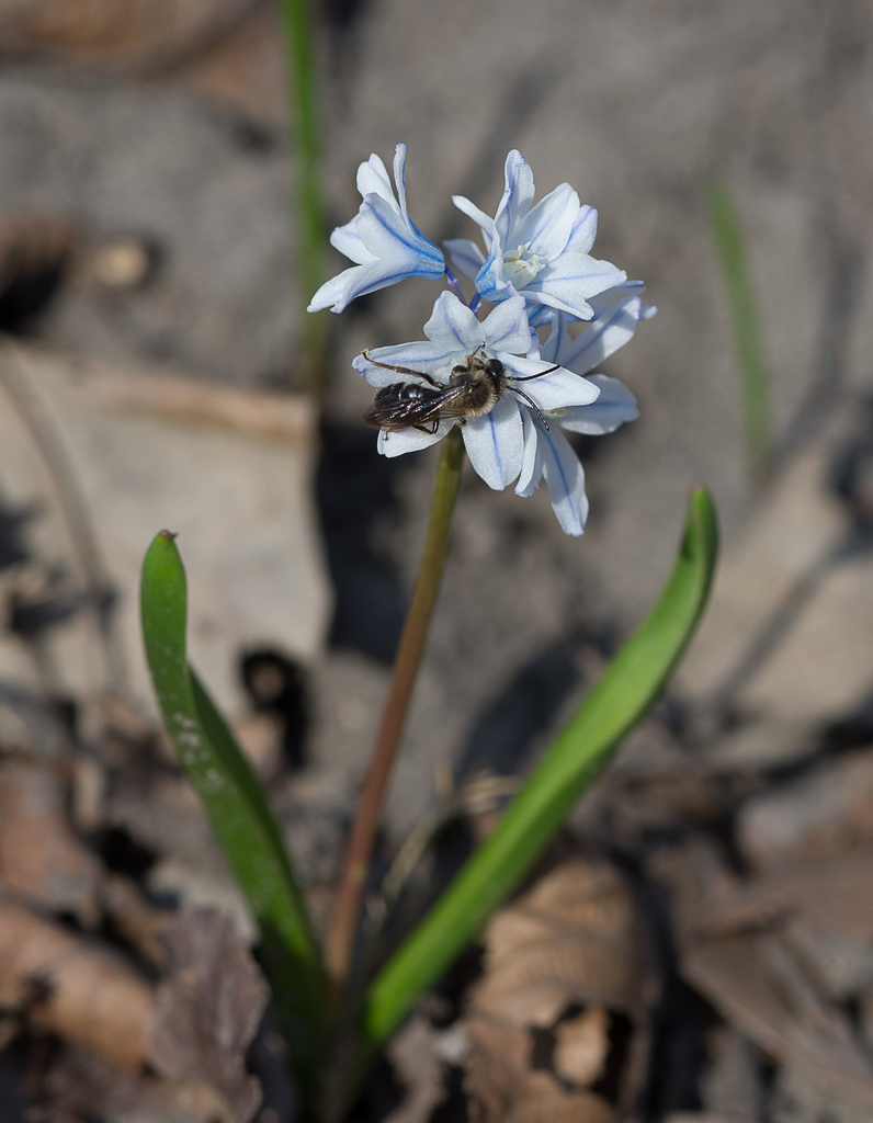 striped squill from Story County, IA, USA on April 3, 2021 at 05:40 PM ...