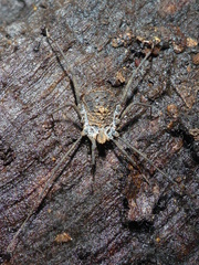 Ortholasma rugosum