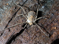 Ortholasma rugosum