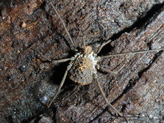 Ortholasma rugosum