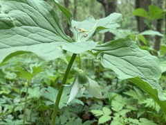 Trillium flexipes