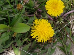 Taraxacum