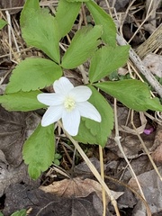 Anemonoides lancifolia