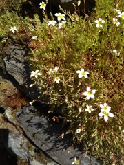 Saxifraga fragosoi