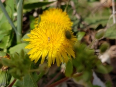 Taraxacum