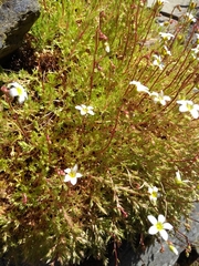 Saxifraga fragosoi