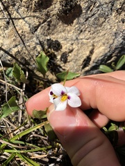Viola cuneata