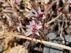 Polygonum bidwelliae