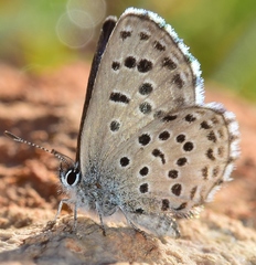 Pseudophilotes panoptes