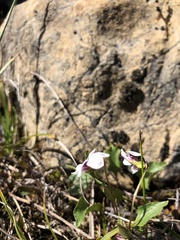 Viola cuneata