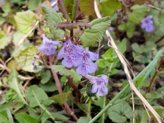 Glechoma hederacea
