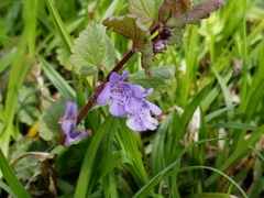 Glechoma hederacea