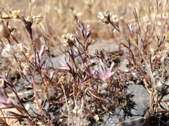 Polygonum bidwelliae