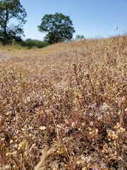 Polygonum bidwelliae