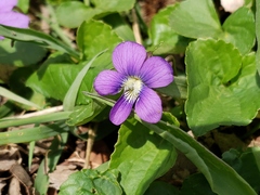 Viola sororia