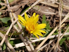 Taraxacum