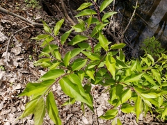Lonicera maackii