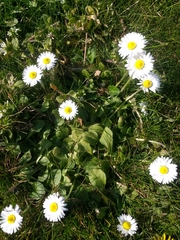 Bellis perennis