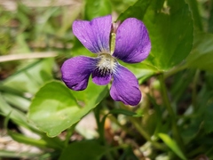 Viola sororia