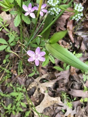 Claytonia caroliniana