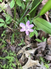 Claytonia caroliniana