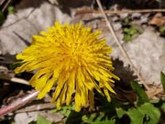 Taraxacum