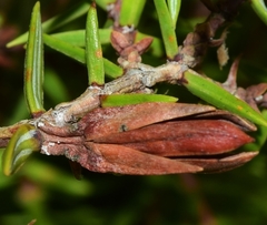 Oligotrophus panteli