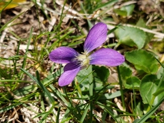 Viola sororia