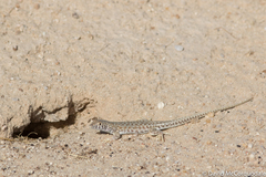 Acanthodactylus