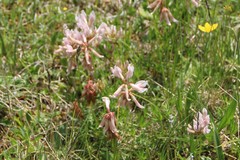Trifolium polyphyllum