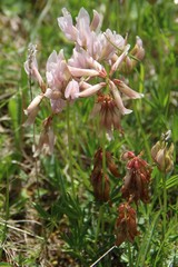 Trifolium polyphyllum