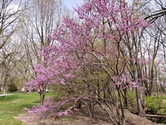 Cercis canadensis