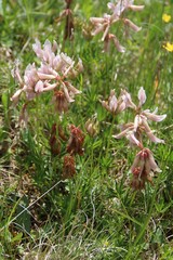 Trifolium polyphyllum