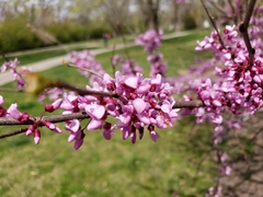 Cercis canadensis
