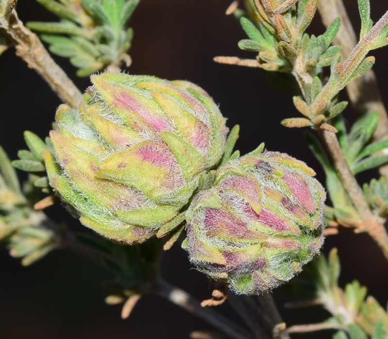Bayeriola thymicola