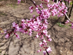 Cercis canadensis