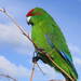Red-crowned Parakeet illustration