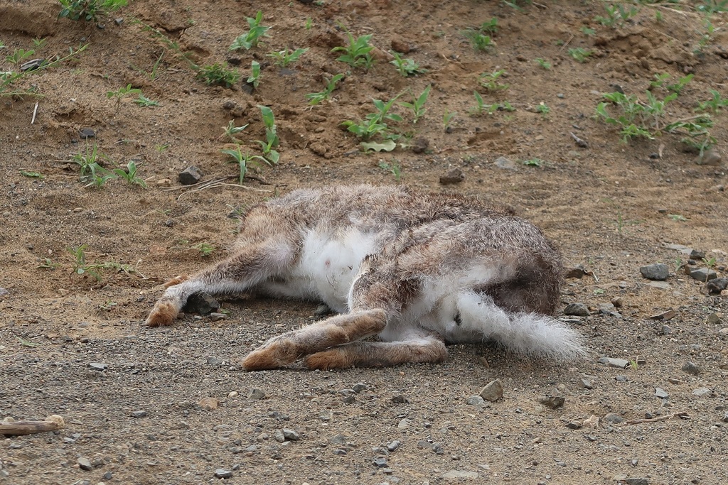 Hares and Rabbits from North Uthungulu, South Africa on November 7 ...