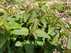 Monarda