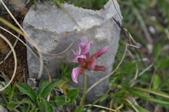 Trifolium polyphyllum