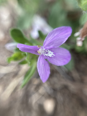Justicia pilosella