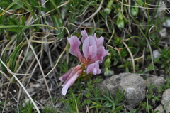Trifolium polyphyllum