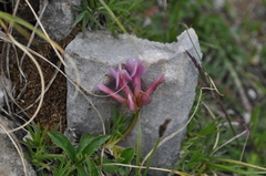 Trifolium polyphyllum