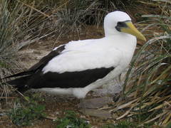 Masked Booby photo 4