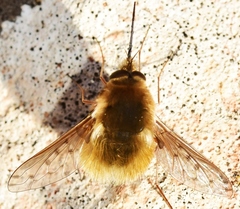 Bombylius medius