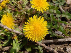Taraxacum