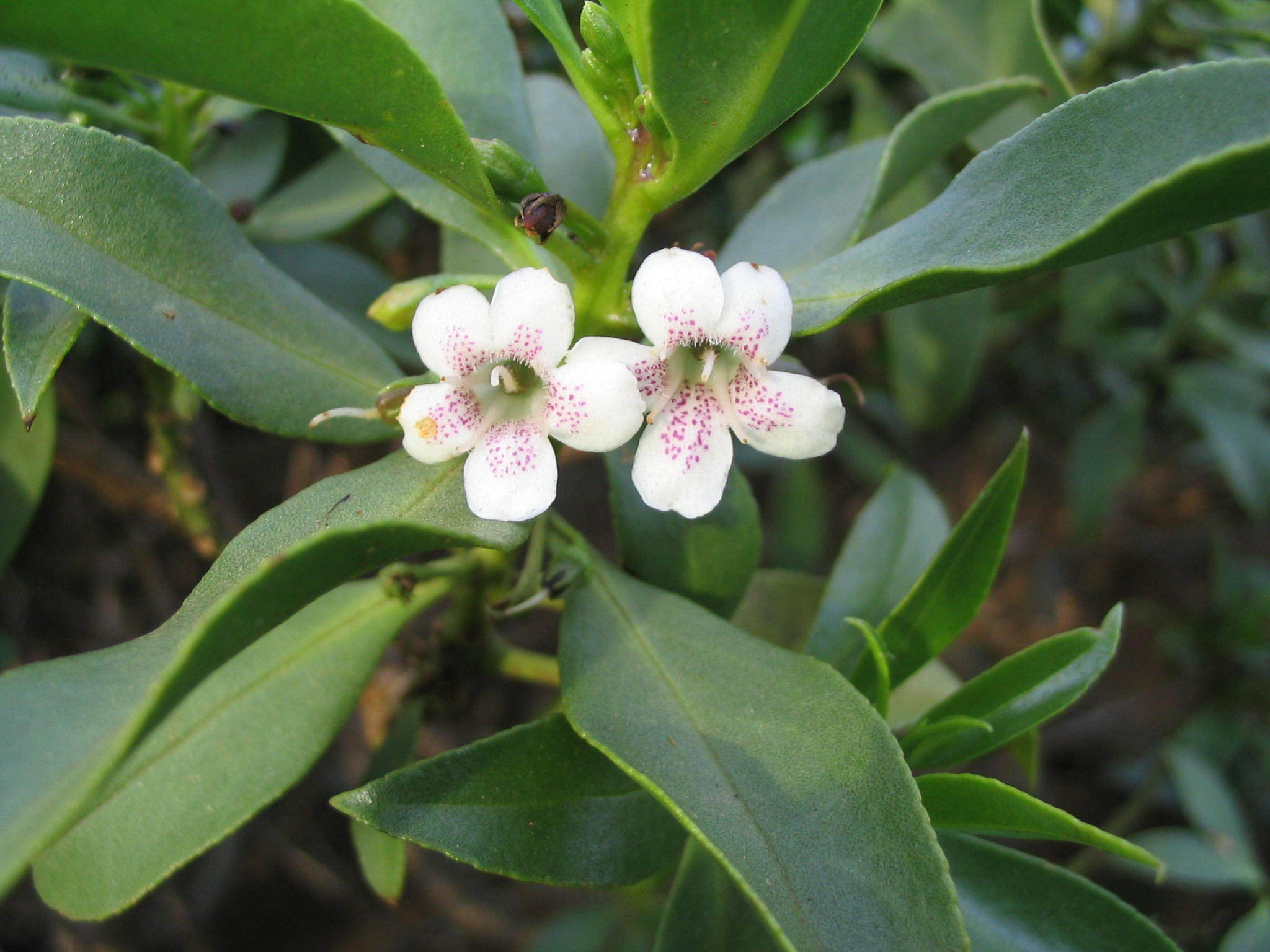 Image of Myoporum rapense by (c) John Barkla, some rights reserved (CC BY)